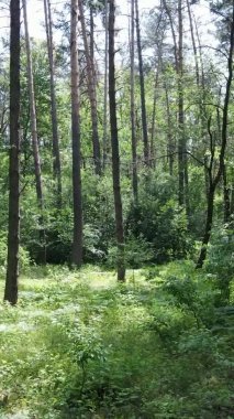 Yazın ağaçlı yeşil bir ormanın içinde dikey video görüntüsü