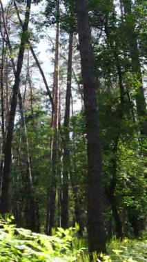 Yazın ağaçlı yeşil bir ormanın içinde dikey video görüntüsü