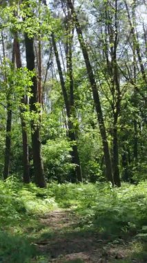 Yazın ağaçlı yeşil bir ormanın içinde dikey video görüntüsü