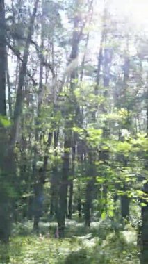 Yazın ağaçlı yeşil bir ormanın içinde dikey video görüntüsü