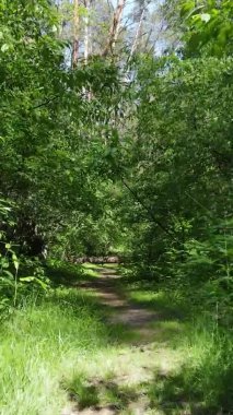 Yazın ağaçlı yeşil bir ormanın içinde dikey video görüntüsü