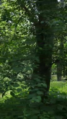 Yazın ağaçlı yeşil bir ormanın içinde dikey video görüntüsü