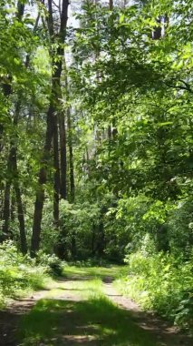Yazın ağaçlı yeşil bir ormanın içinde dikey video görüntüsü