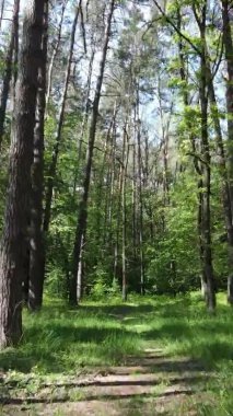 Yazın ağaçlı yeşil bir ormanın içinde dikey video görüntüsü