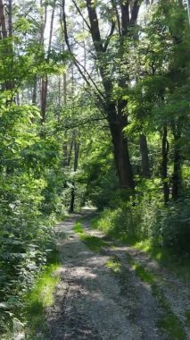 Yazın ağaçlı yeşil bir ormanın içinde dikey video görüntüsü