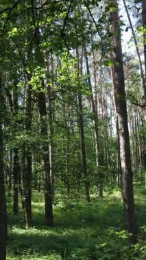 Yazın ağaçlı yeşil bir ormanın içinde dikey video görüntüsü