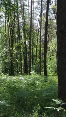 Yazın ağaçlı yeşil bir ormanın içinde dikey video görüntüsü