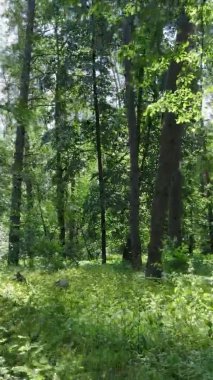 Yazın ağaçlı yeşil bir ormanın içinde dikey video görüntüsü