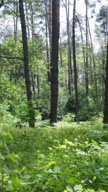 Yazın ağaçlı yeşil bir ormanın içinde dikey video görüntüsü