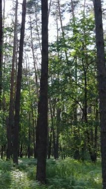 Yazın ağaçlı yeşil bir ormanın içinde dikey video görüntüsü