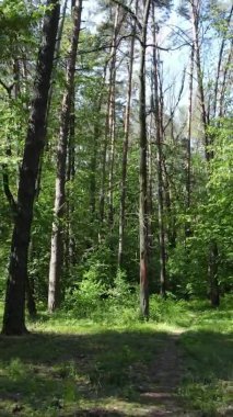 Yazın ağaçlı yeşil bir ormanın içinde dikey video görüntüsü