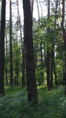 Yazın ağaçlı yeşil bir ormanın içinde dikey video görüntüsü