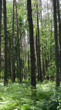 Yazın ağaçlı yeşil bir ormanın içinde dikey video görüntüsü