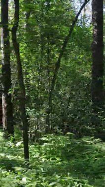 Yazın ağaçlı yeşil bir ormanın içinde dikey video görüntüsü