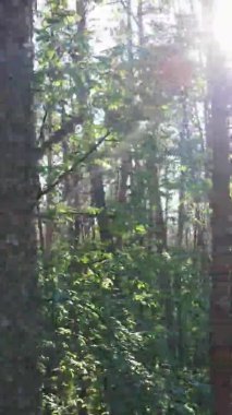 Yazın ağaçlı yeşil bir ormanın içinde dikey video görüntüsü