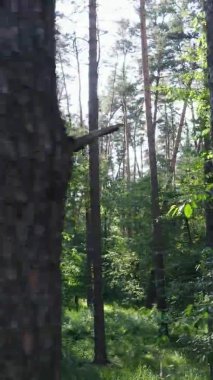 Yazın ağaçlı yeşil bir ormanın içinde dikey video görüntüsü