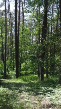 Yazın ağaçlı yeşil bir ormanın içinde dikey video görüntüsü