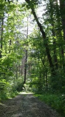 Yazın ağaçlı yeşil bir ormanın içinde dikey video görüntüsü