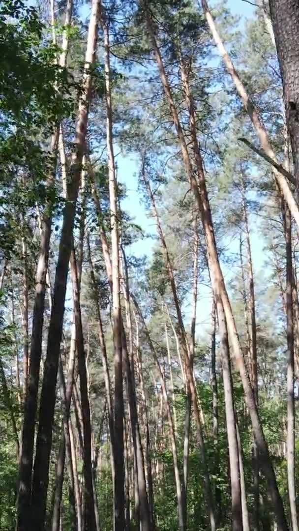 Vista aérea de video vertical dentro de un bosque verde con árboles en verano — Vídeos de Stock