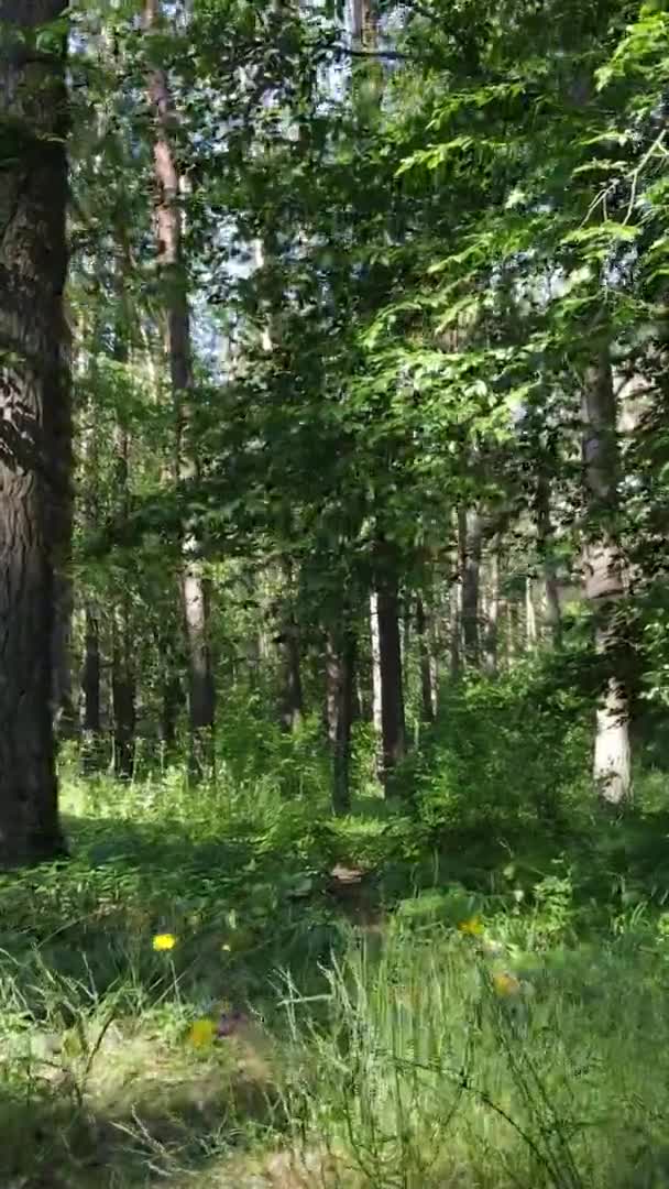 Vertikal video antenn vy inne i en grön skog med träd på sommaren — Stockvideo