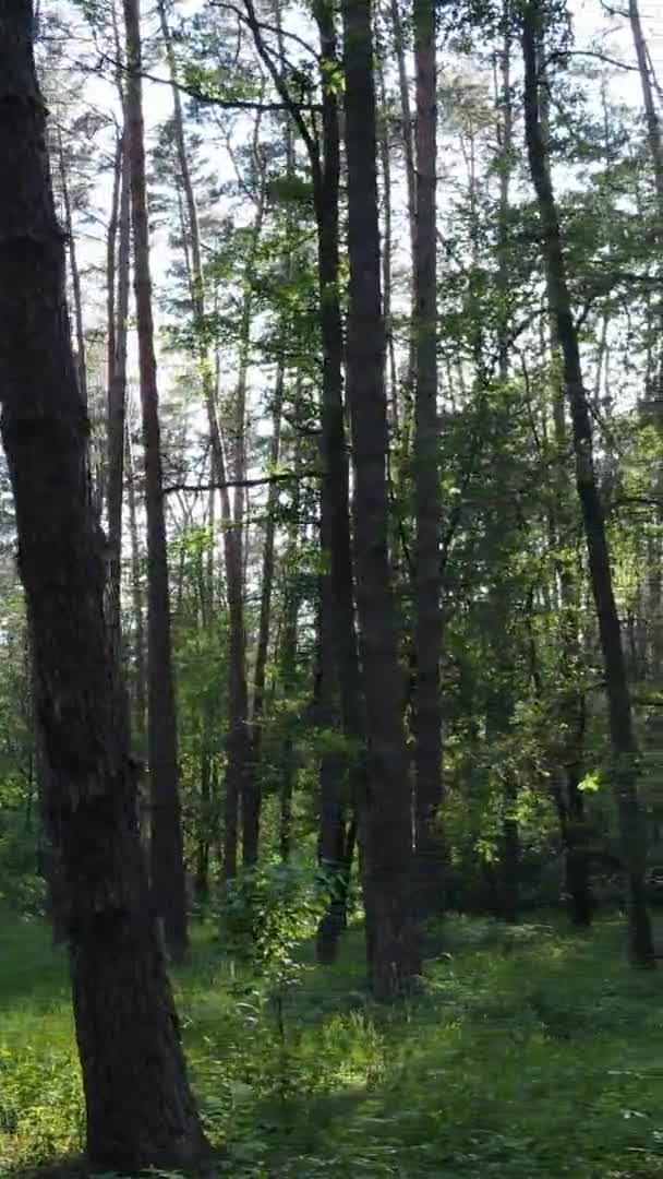 Pionowy widok z lotu ptaka wewnątrz zielonego lasu z drzewami w lecie — Wideo stockowe