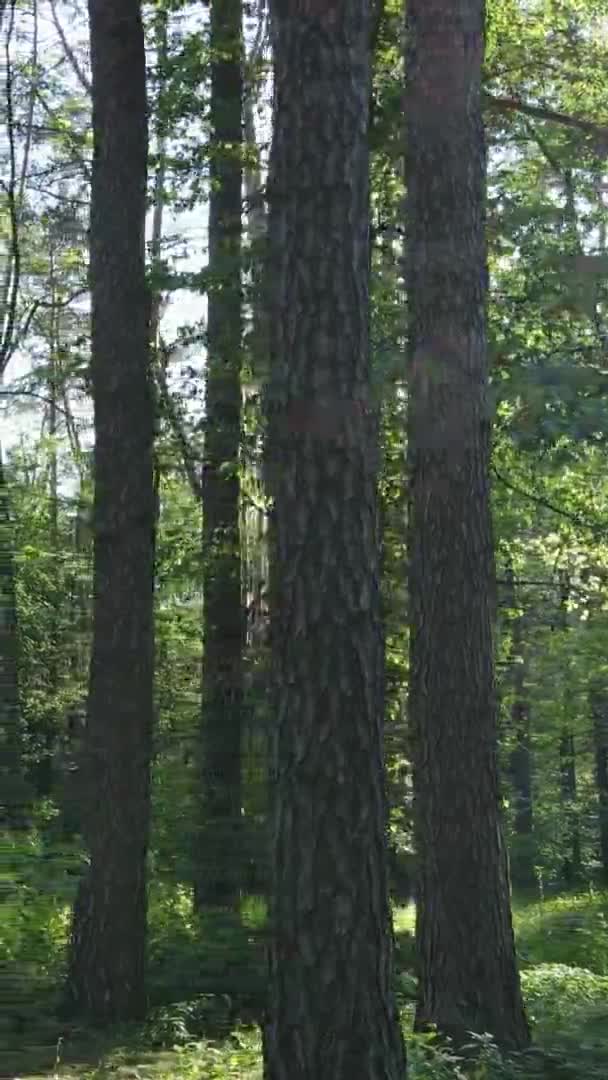 Vídeo vertical vista aérea dentro de uma floresta verde com árvores no verão — Vídeo de Stock