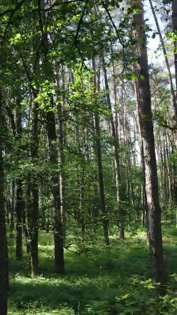 Vídeo vertical vista aérea dentro de uma floresta verde com árvores no verão — Vídeo de Stock