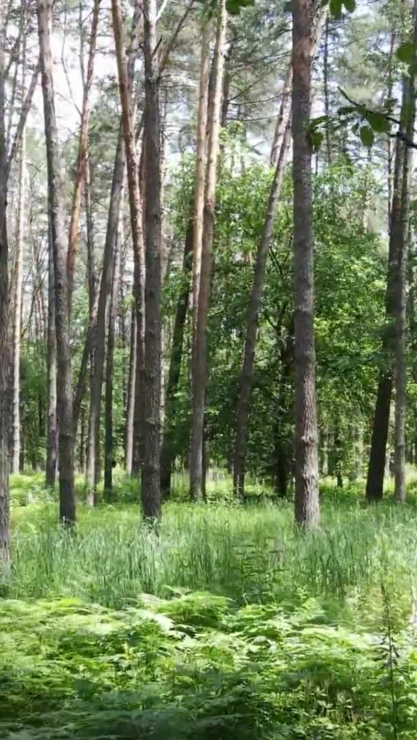 Vídeo vertical vista aérea dentro de uma floresta verde com árvores no verão — Vídeo de Stock