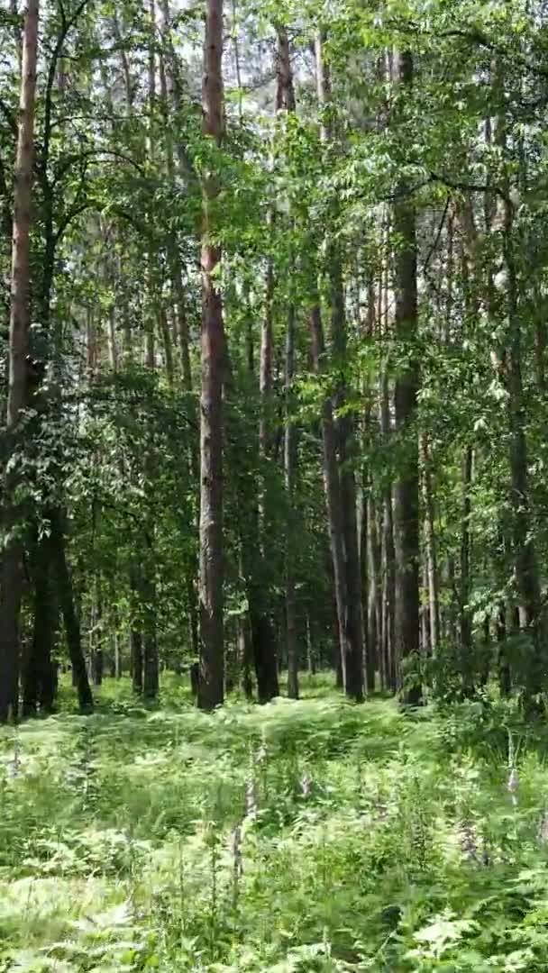 Verticale video luchtfoto zicht in een groen bos met bomen in de zomer — Stockvideo