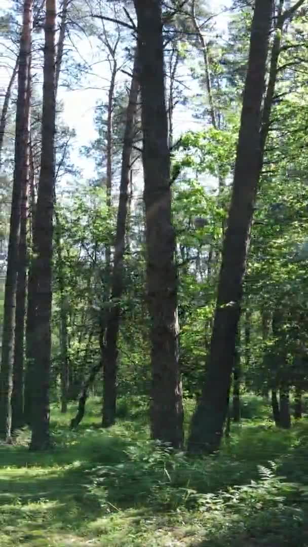 Vertikální video letecký pohled uvnitř zeleného lesa se stromy v létě — Stock video