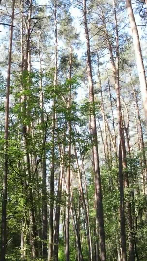 วิดีโอแนวตั้ง มุมมองทางอากาศภายในป่าเขียวที่มีต้นไม้ในฤดูร้อน — วีดีโอสต็อก