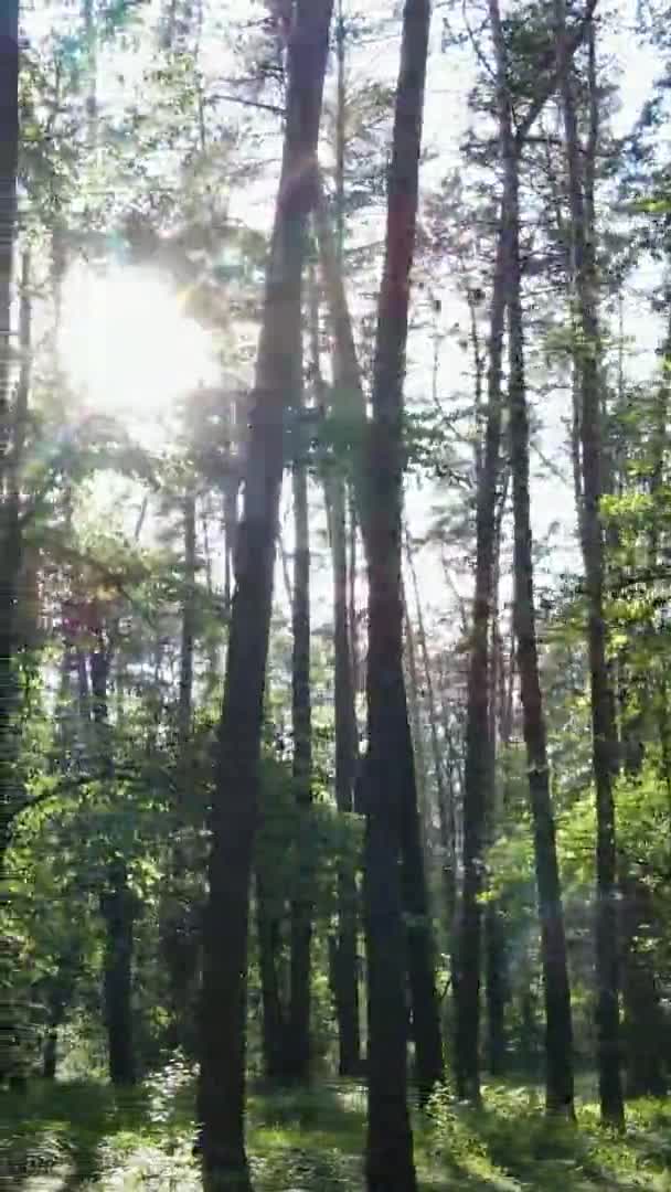 Vertikal video antenn vy inne i en grön skog med träd på sommaren — Stockvideo