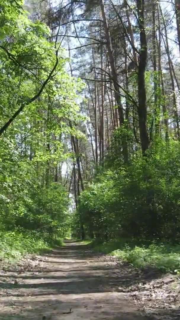 Vista aérea de video vertical dentro de un bosque verde con árboles en verano — Vídeos de Stock