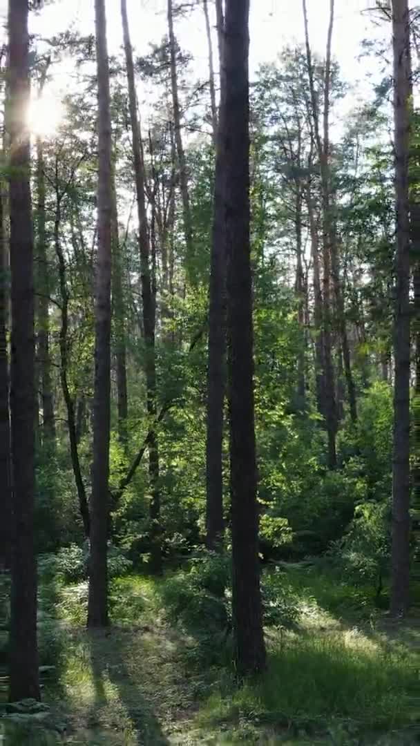 Vertical video aerial view inside a green forest with trees in summer — Stock Video