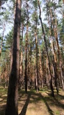 Uzun çam ağaçları olan bir ormanın dikey videosu