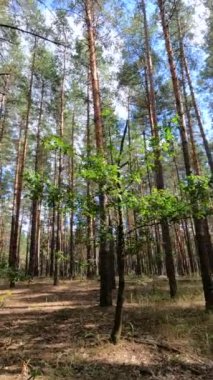 Uzun çam ağaçları olan bir ormanın dikey videosu