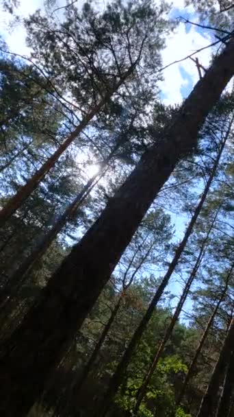 Vertical video of a forest with tall pines — ストック動画