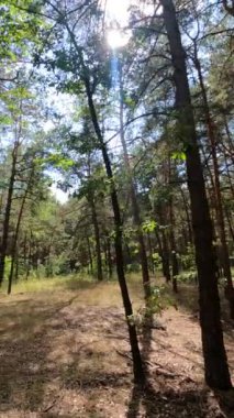 Uzun çam ağaçları olan bir ormanın dikey videosu