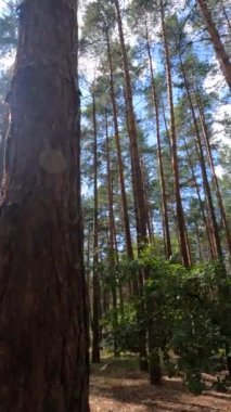 Uzun çam ağaçları olan bir ormanın dikey videosu