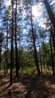 Uzun çam ağaçları olan bir ormanın dikey videosu