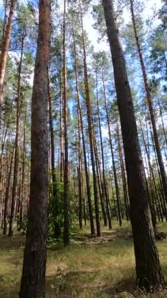 Vertical video of a forest with tall pines — ストック動画