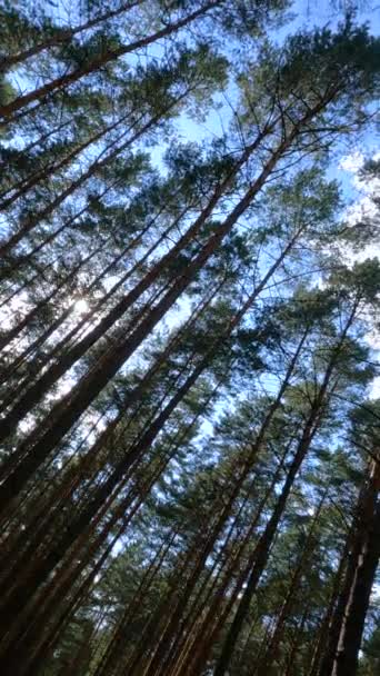 Vídeo vertical de uma floresta com pinheiros altos — Vídeo de Stock