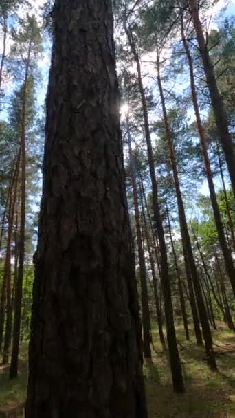 Vertikální video lesa s vysokými borovicemi — Stock video