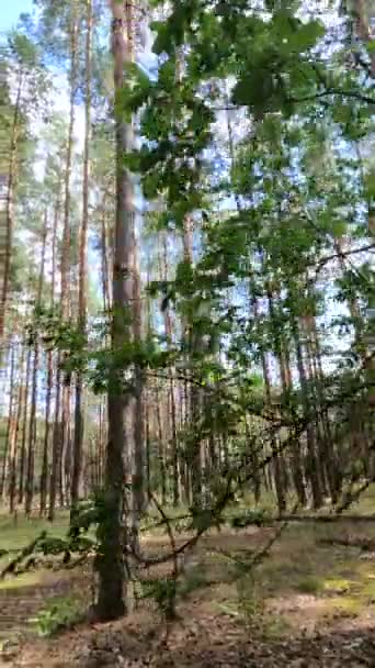 Video verticale di un bosco con alti pini — Video Stock