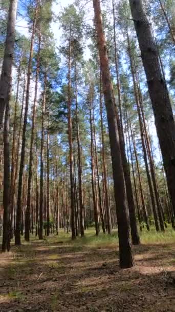 Vertical video of a forest with tall pines — ストック動画