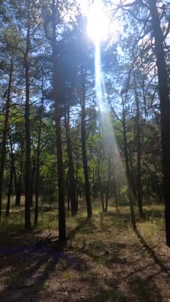 Függőleges videó egy erdőben magas fenyők — Stock videók
