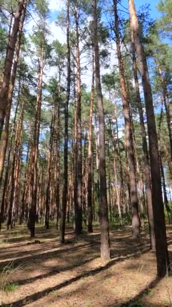 Vídeo vertical de un bosque con pinos altos — Vídeos de Stock