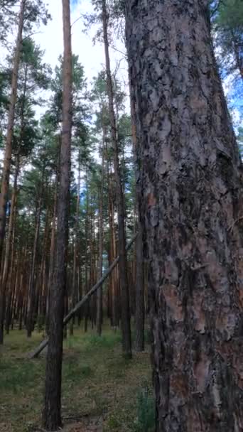 Uzun çam ağaçları olan bir ormanın dikey videosu — Stok video