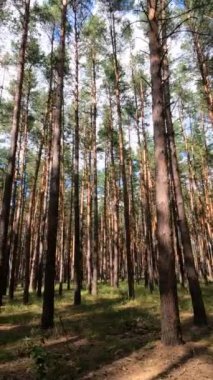 Uzun çam ağaçları olan bir ormanın dikey videosu