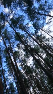 Uzun çam ağaçları olan bir ormanın dikey videosu